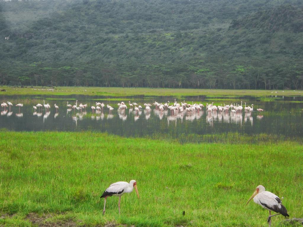Lake Naivasha Resort Extérieur photo